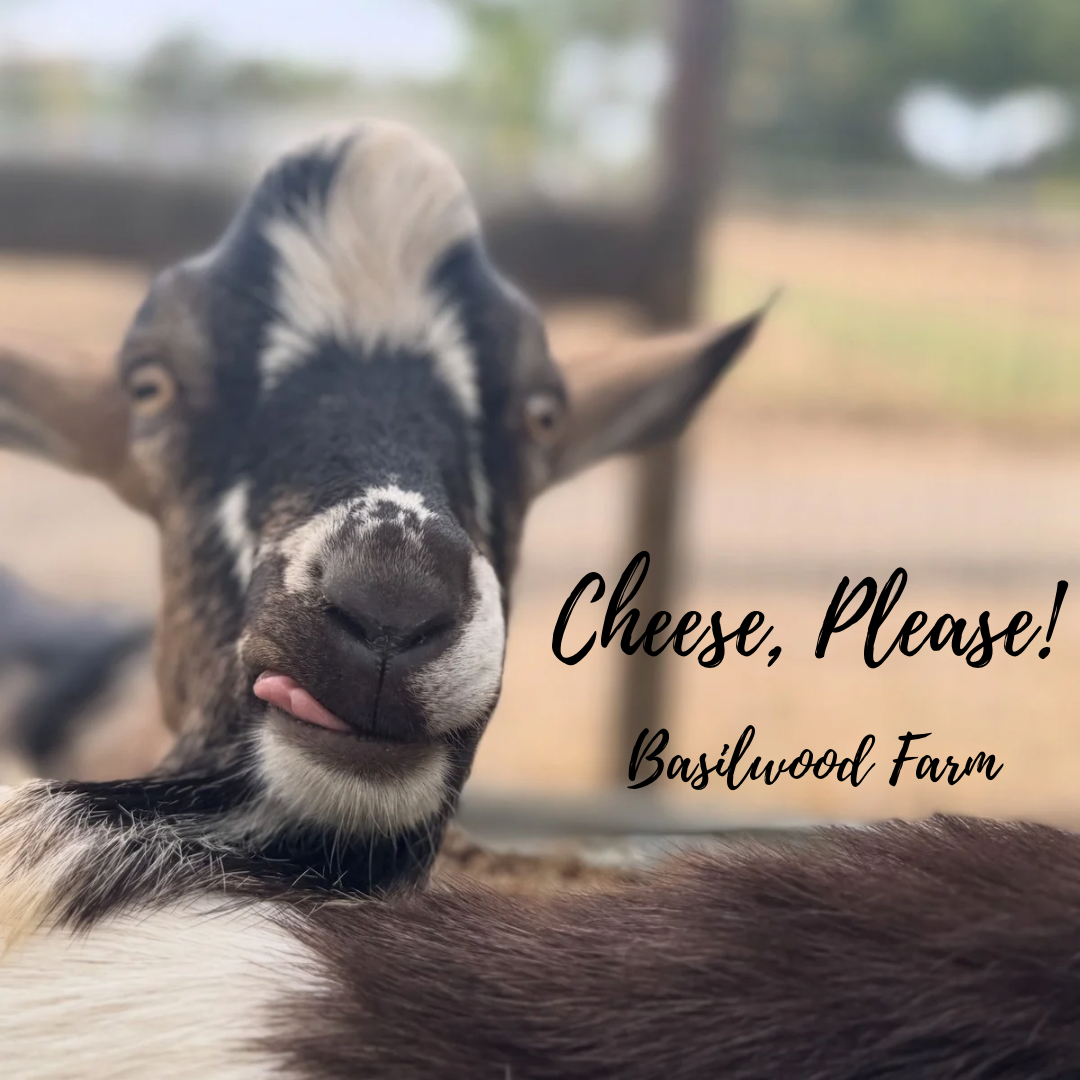 Goat licking its lips