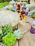 Succulent Pumpkin Workshop with Prickly Pear Farm - Saturday, October 24th at 10:30 am
