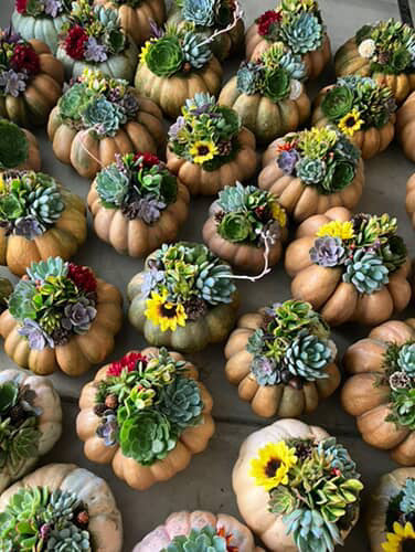 Succulent Pumpkin Workshop with Prickly Pear Farm - Saturday, October 25th at 10:30 am